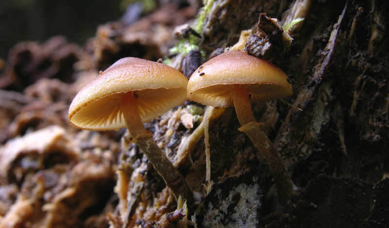 Galerina da determinare n0039(2007)